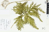 Selaginella distans image