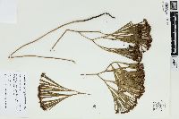 Schizaea dichotoma image