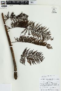 Sphaeropteris lunulata image