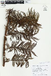 Sphaeropteris lunulata image