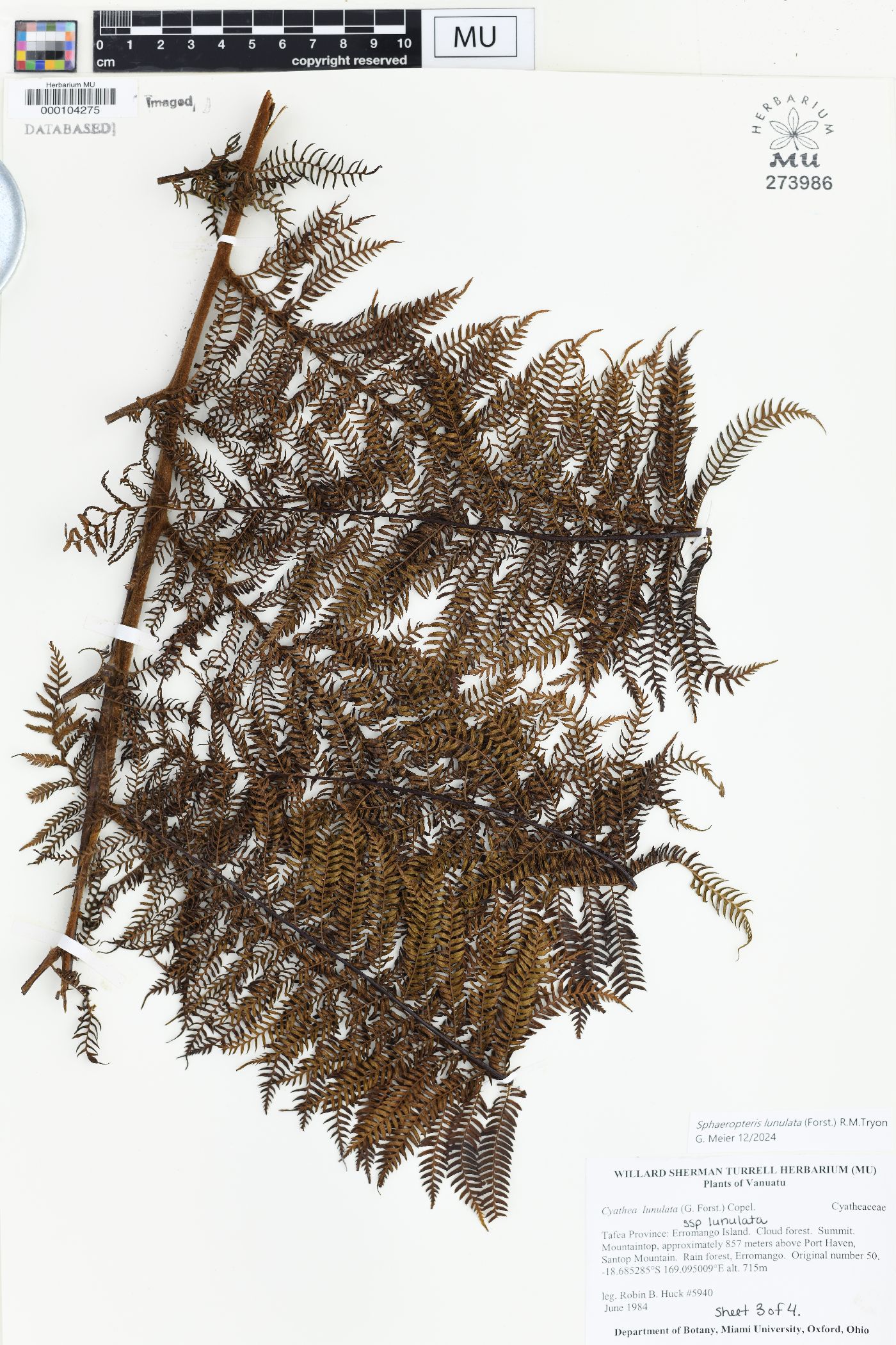 Sphaeropteris lunulata image