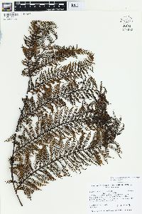 Sphaeropteris lunulata image