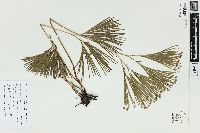 Schizaea dichotoma image