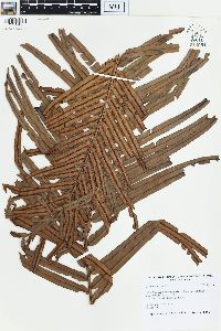 Blechnum orientale image