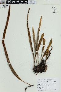 Pyrrosia longifolia image