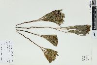 Schizaea dichotoma image