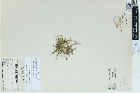 Selaginella apoda image