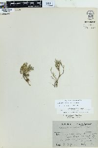 Selaginella bigelovii image