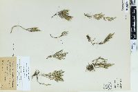 Selaginella bigelovii image