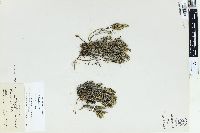 Selaginella bigelovii image