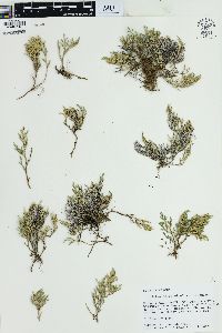 Selaginella bigelovii image