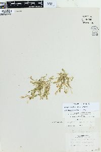 Selaginella apoda image