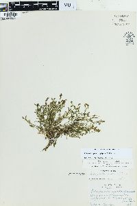 Selaginella apoda image