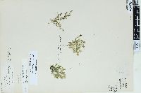 Selaginella apoda image