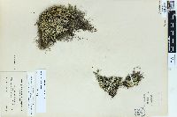 Selaginella densa image