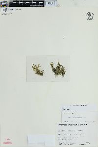 Selaginella eclipes image