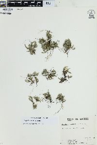 Selaginella rupestris image