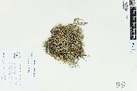 Selaginella rupestris image