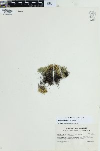 Selaginella rupestris image