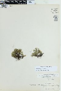 Selaginella rupestris image