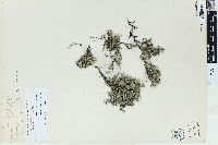 Selaginella rupestris image