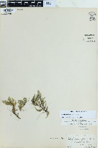 Selaginella rupestris image