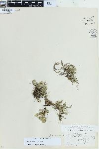 Selaginella rupestris image