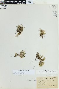 Selaginella rupestris image