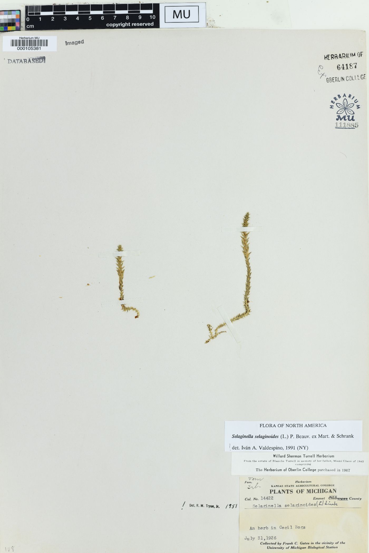Selaginella selaginoides image