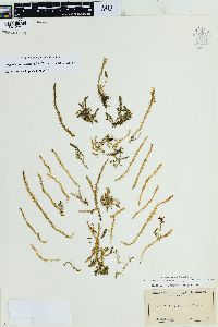 Selaginella selaginoides image