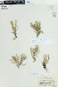 Selaginella tortipila image