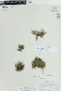 Selaginella tortipila image