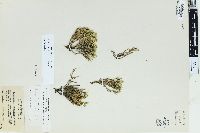 Selaginella tortipila image