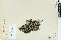 Selaginella underwoodii image