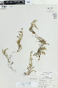 Selaginella wallacei image