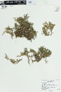 Selaginella wallacei image