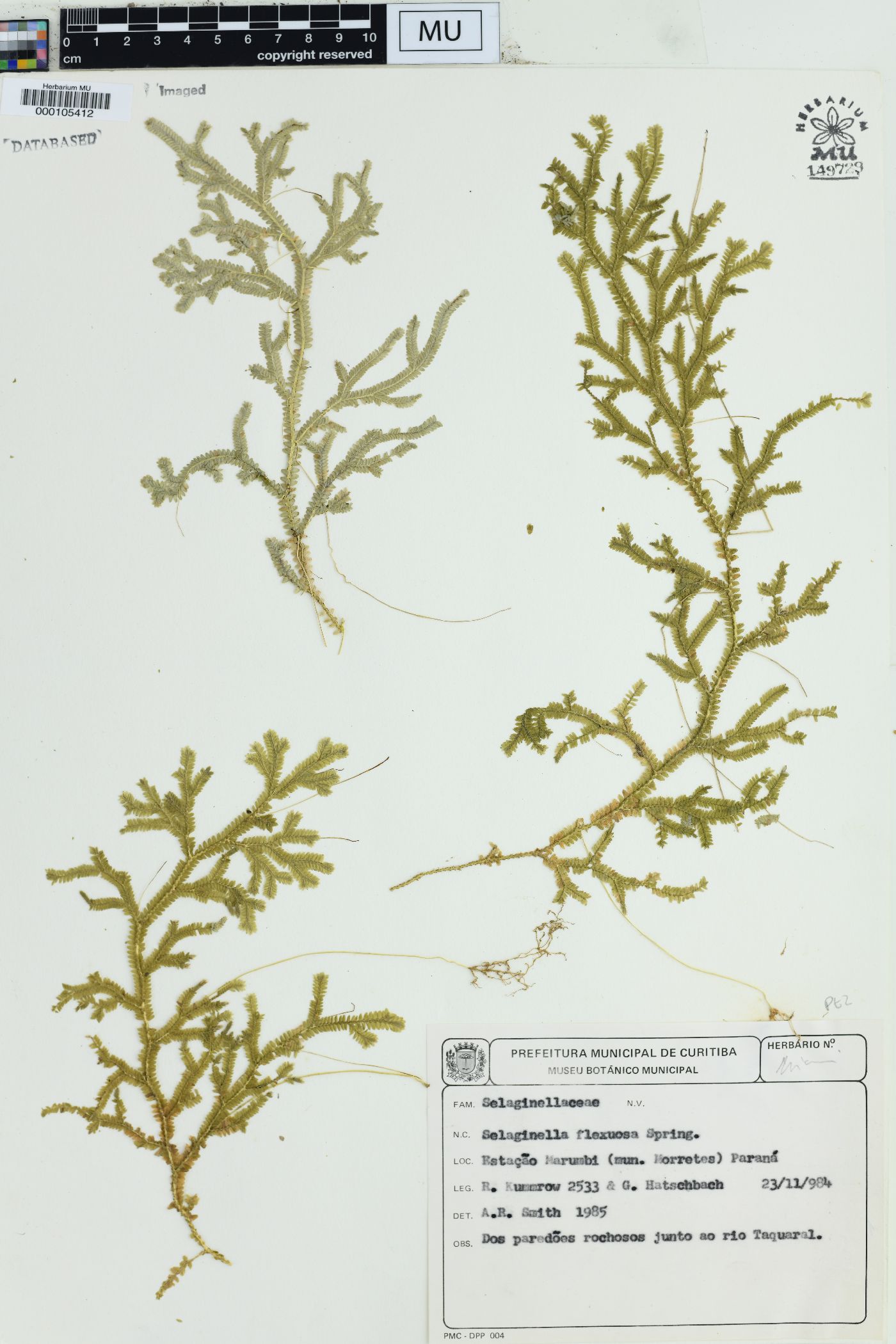 Selaginella flexuosa image