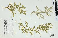 Selaginella flexuosa image