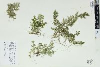 Selaginella huehuetenangensis image