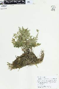 Selaginella pallescens image