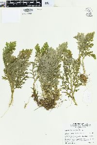 Selaginella substipitata image