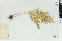 Selaginella stolonifera image