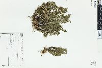 Selaginella convoluta image