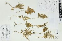 Selaginella moellendorffii image