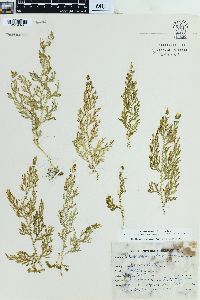 Selaginella selaginoides image