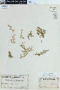 Selaginella kraussiana image