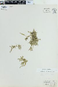 Selaginella helvetica image