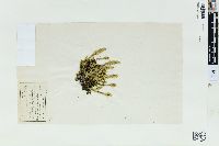 Selaginella selaginoides image