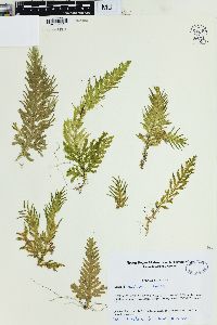 Selaginella versicolor image