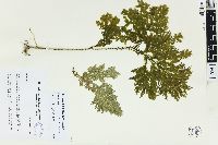 Selaginella versicolor image